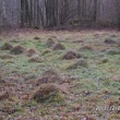 Pod su�ov�m polem je palouk s des�tkami mraveni��, 29.12.2013
