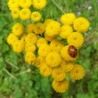 rati� a beru�ka, Kamenec, 28.7.2011