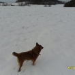 Panu Li�kovi sn�h nevad� (je u� star� a dvakr�t p�i ven�en� zkolaboval, za chv�li se probral a �li jsme d�l)