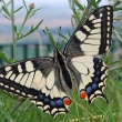 Otak�rek fenyklov� (Papillio machaon) �ije na vrcholu Str�n�ho