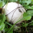 �erven 2019 za��naj� r�st p�chavky obrovsk�