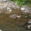 Divok� kachny na Merboltick�m potoce u� maj� odrostl� ml��ata, 1.7.11