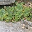 Net�esk st�e�n� (Sempervivum tectorum), rostl na Kamenci je�t� p�ed 20 lety