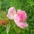 11.6.12, kvetou ��pky