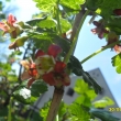 30.4.12 kv�t �ern�ho ryb�zu