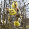 U� se probudily i v�ely, 17.4.13