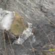 29.1.12, na Merboltick�m potoce se pomalu za��n� tvo�it led
