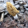 15.4.2019 rostou ka�enky �esk�