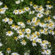 he�m�nek, louka na Kamenci, 27.6.11