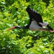 p ern (Ciconia nigra)