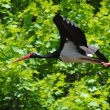 ��p �ern� (Ciconia nigra)