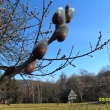 Ko�i�ky - vrba j�va, 3.3.12
