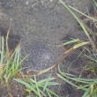 �ab� vaj��ka v rybn�ce 9.4.2011