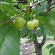 T�e�n�, kter� nezmrzly 11.6.2011