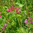 �erven� hrachor na louce pod Kamencem, 10.7.11