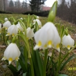 Bledule jarn�, u Merboltick�ho potoka, 22.3.12
