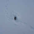 31.1.2015 my�i rejd� i pod sn�hem